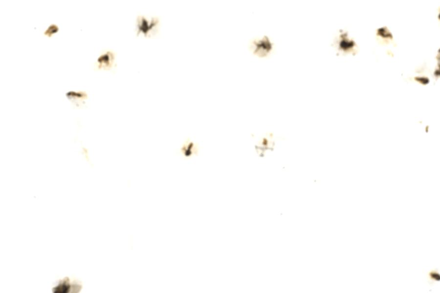 Image 107